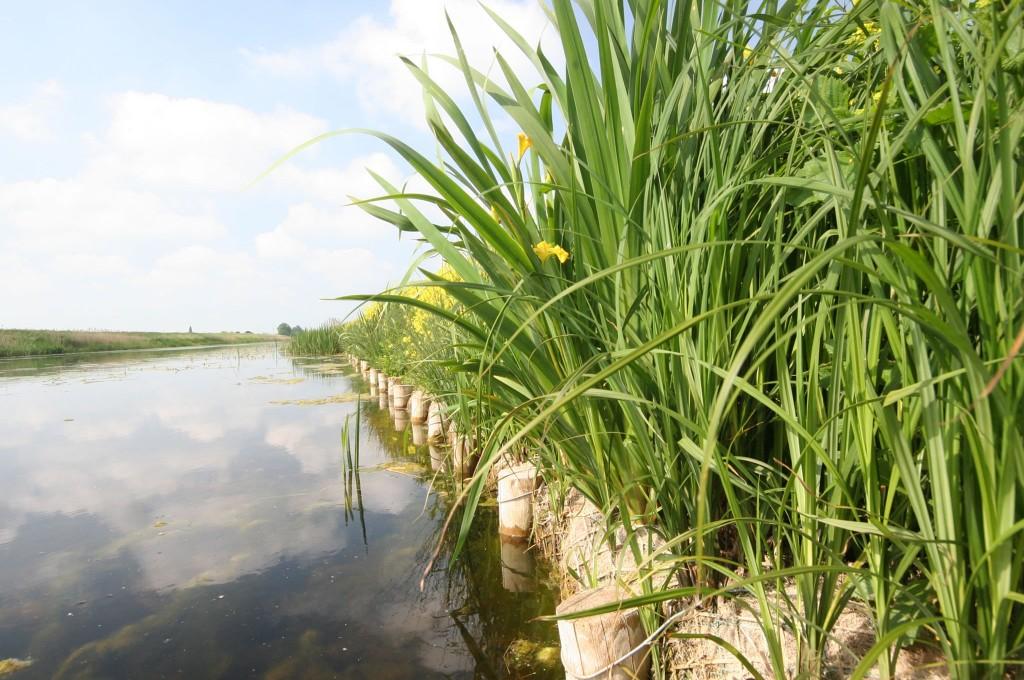 Coir Rolls Bringing a New Lease Of Life To Wetland Banks