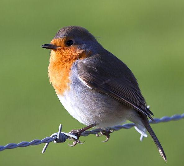 Wildlife Conservation In The UK