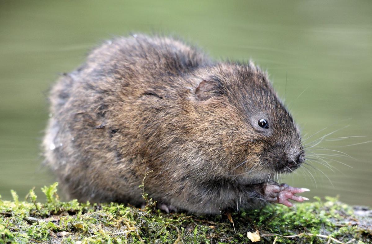 Water Voles