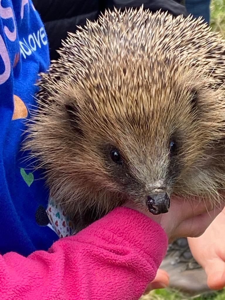 Hedgehogs: Local Case Study and Fact File