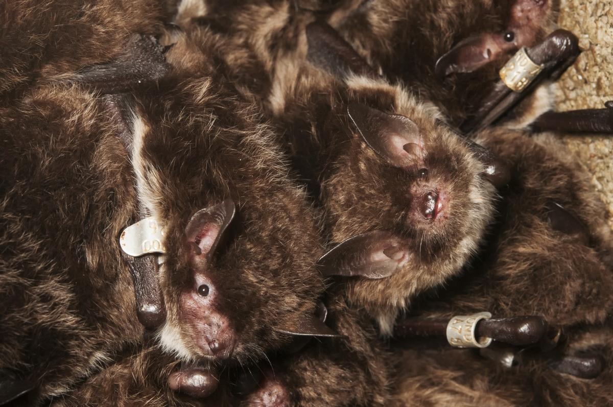 British Bats
