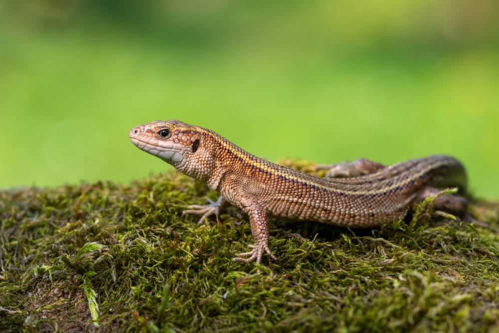 A Quick Guide to the UK's Reptiles