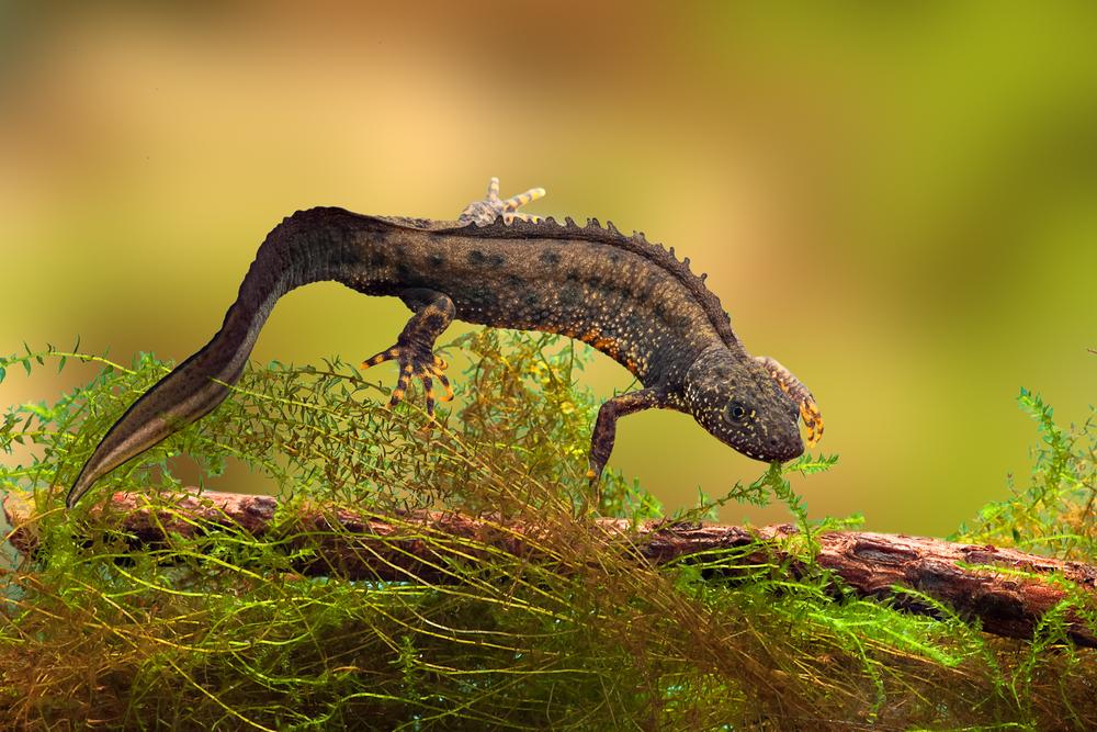 A Budding Ecologists Guide: Great Crested Newts
