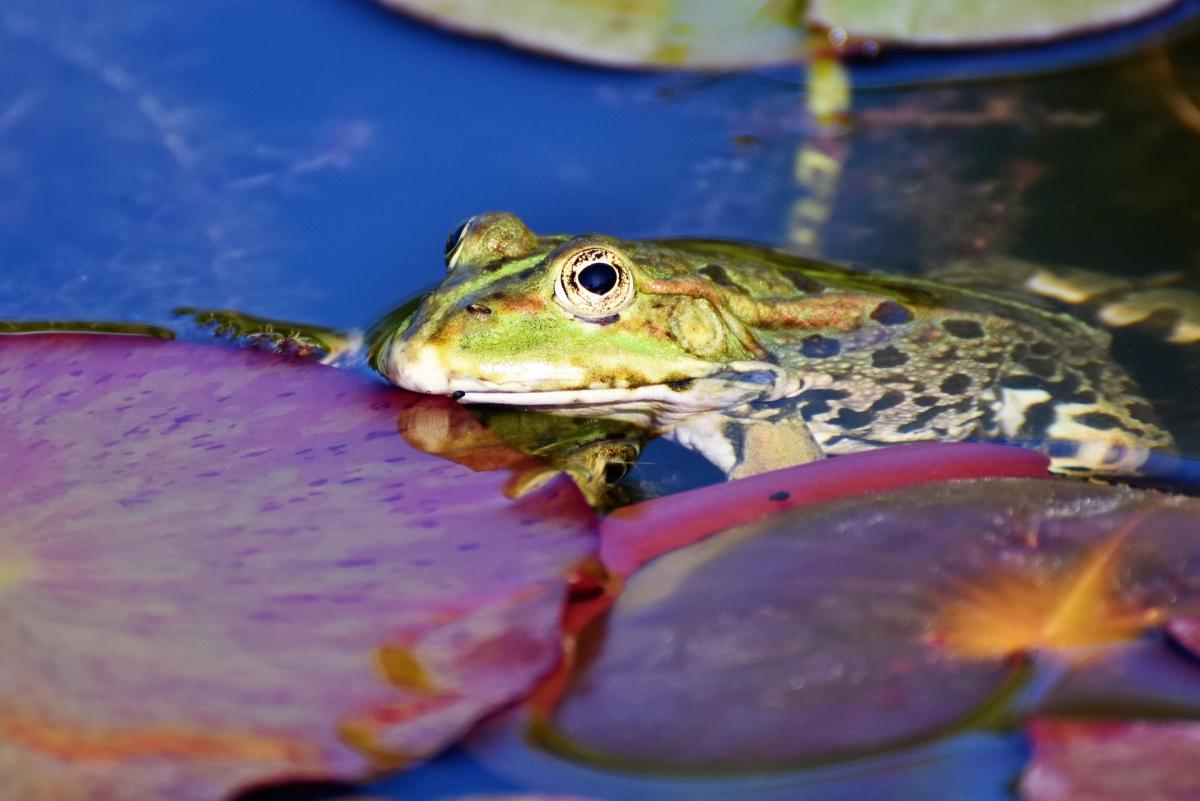 Warmth on the frosty days - Frogs and Toads