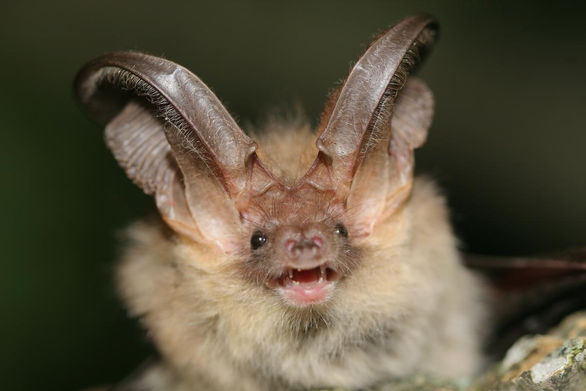 The Wildcare Guide to Bats - Brown Long-eared Bat