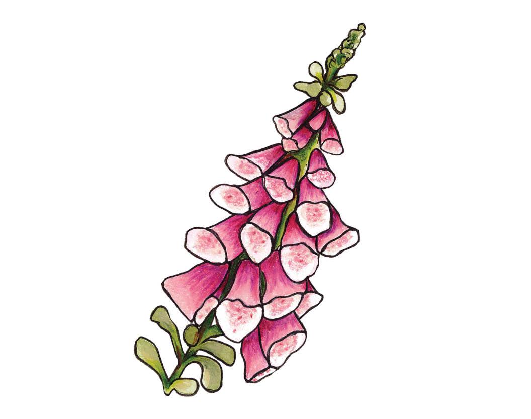 Species of the Month: Foxgloves