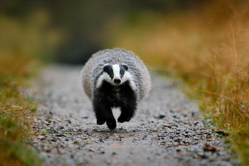 A Budding Ecologists Guide: Badgers