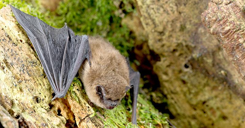 The Wildcare Guide to Bats - The Common Pipistrelle