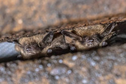 A Budding Ecologists Guide: Bats