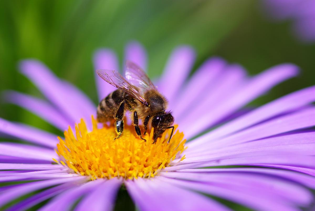 Solitary Bees and Why We Need Them