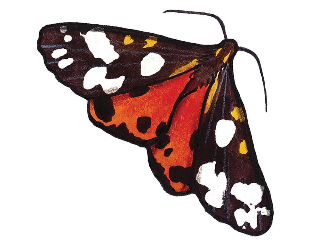 Species of the Month: Scarlet Tiger Moth