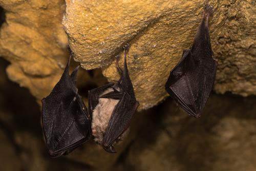 The Midlands Bat Conference 2022