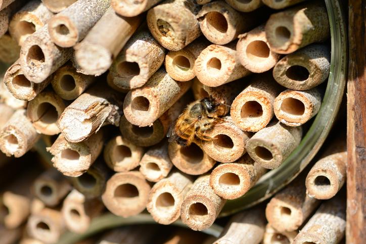 Solitary Bees: 8 facts to know plus an identification resource