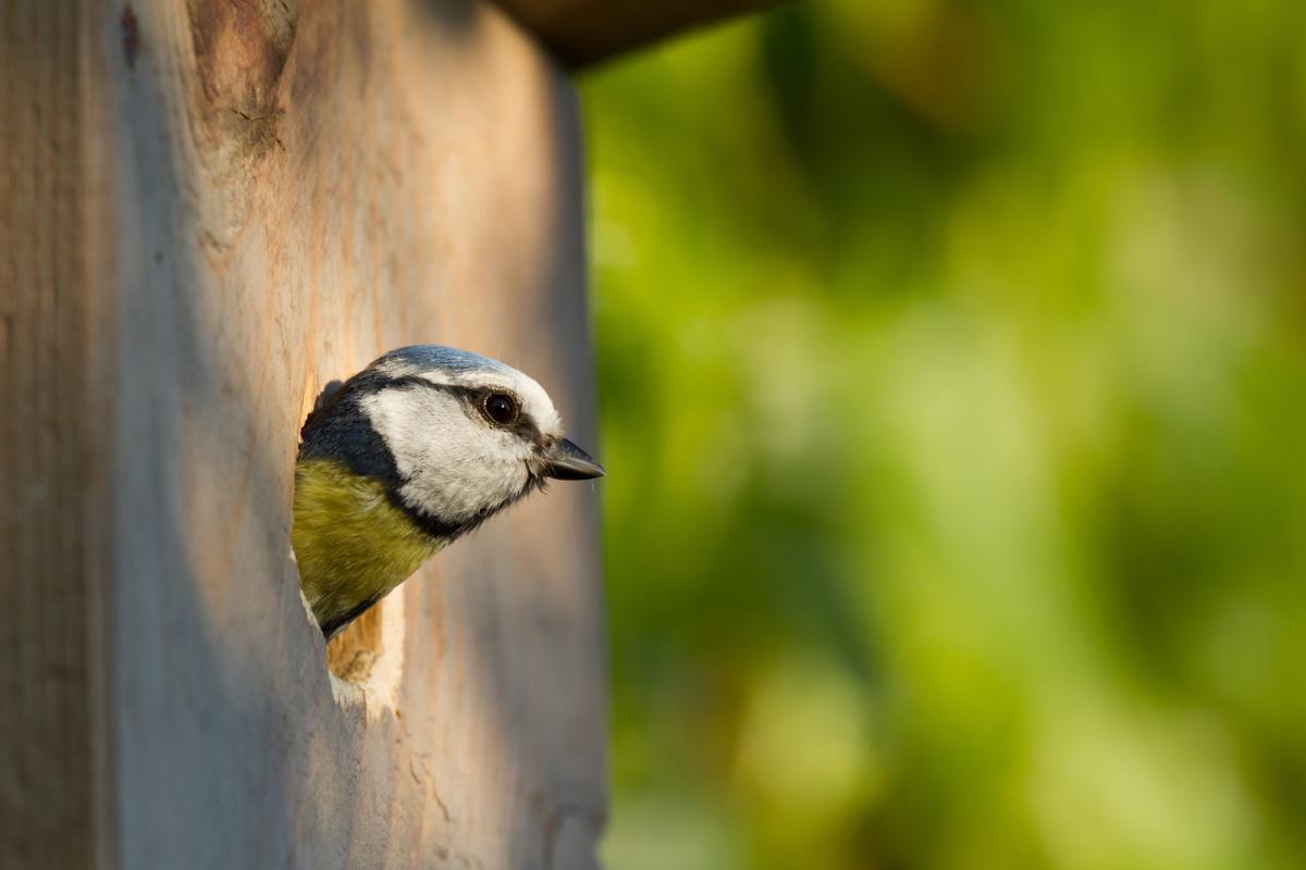 Choose The Right Bird Box For Your Garden
