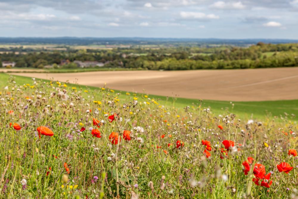 Biodiversity Net Gain (BNG) legislation launches