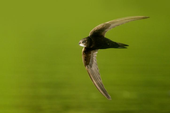 Wildcare Guide to Bird Boxes – Swifts (Apus apus)
