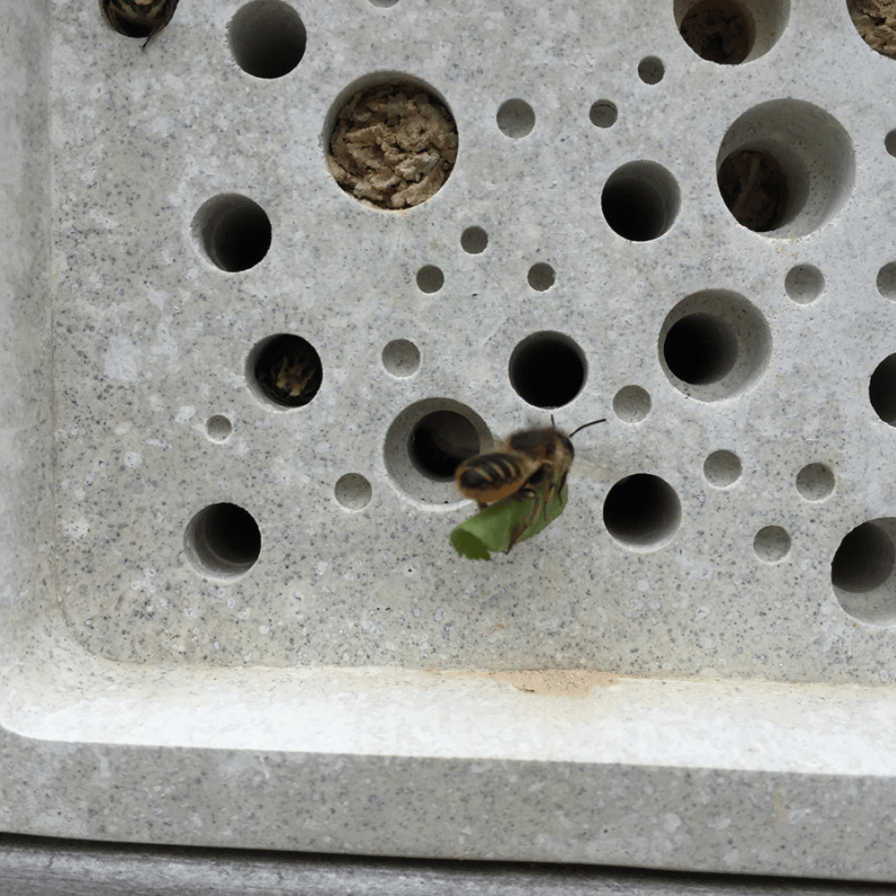Bee Brick