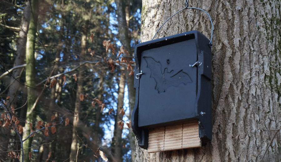 Bat box installation guide