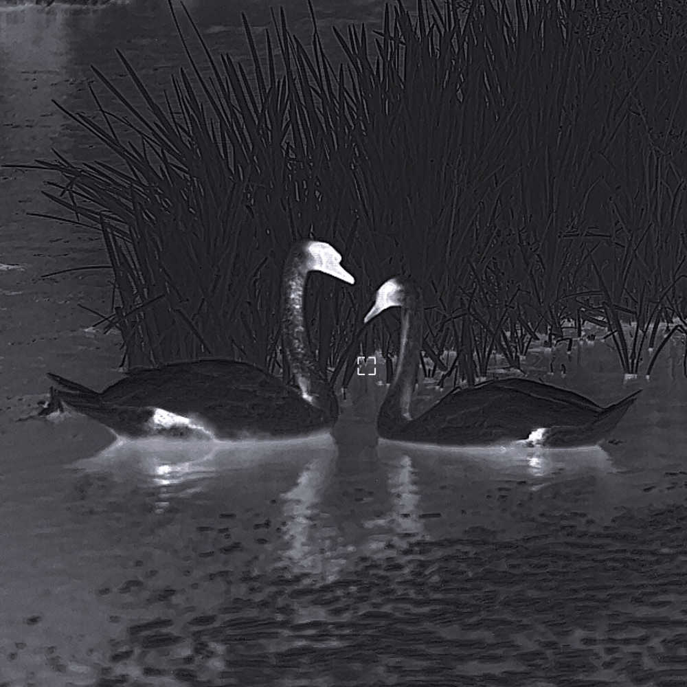Thermal Cameras