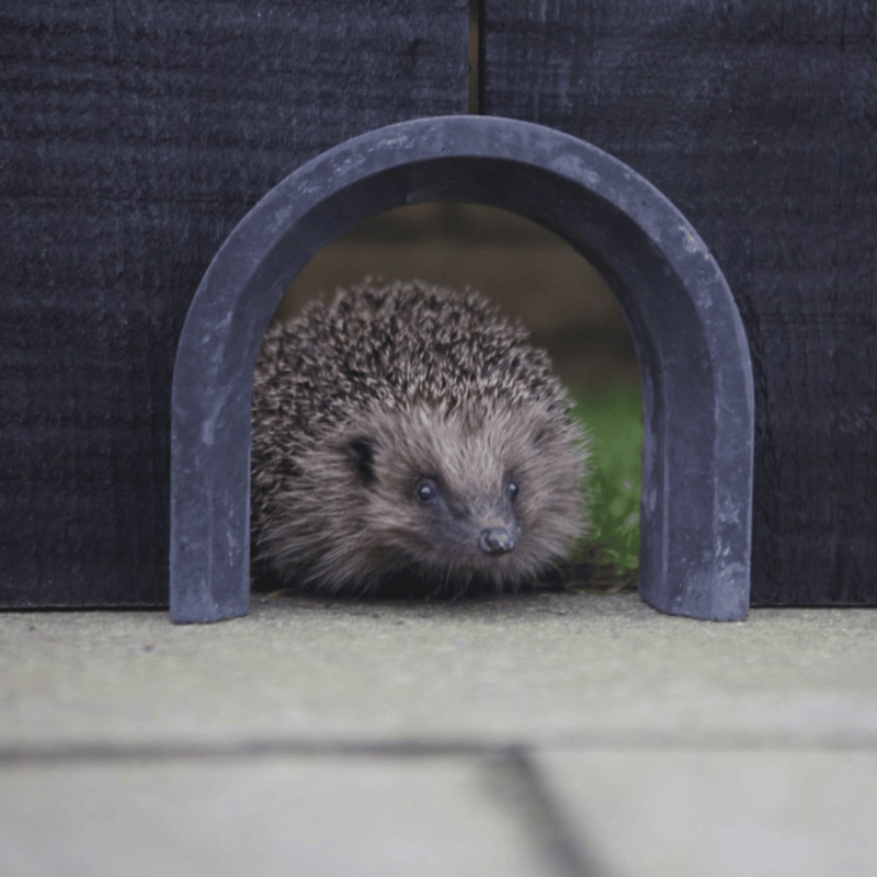 Hedgehog links and highways