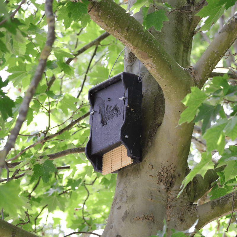 Bat boxes for trees