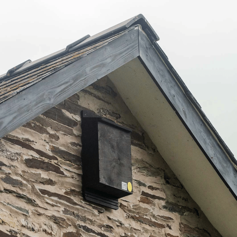 Wall-mounted bat boxes
