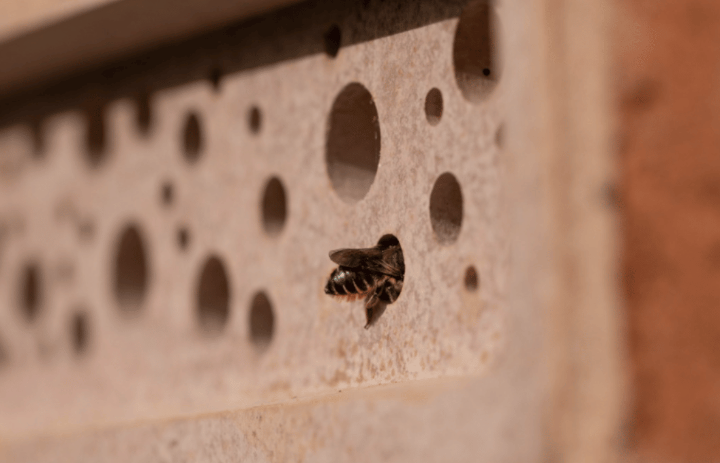 Green and Blue Bee Brick