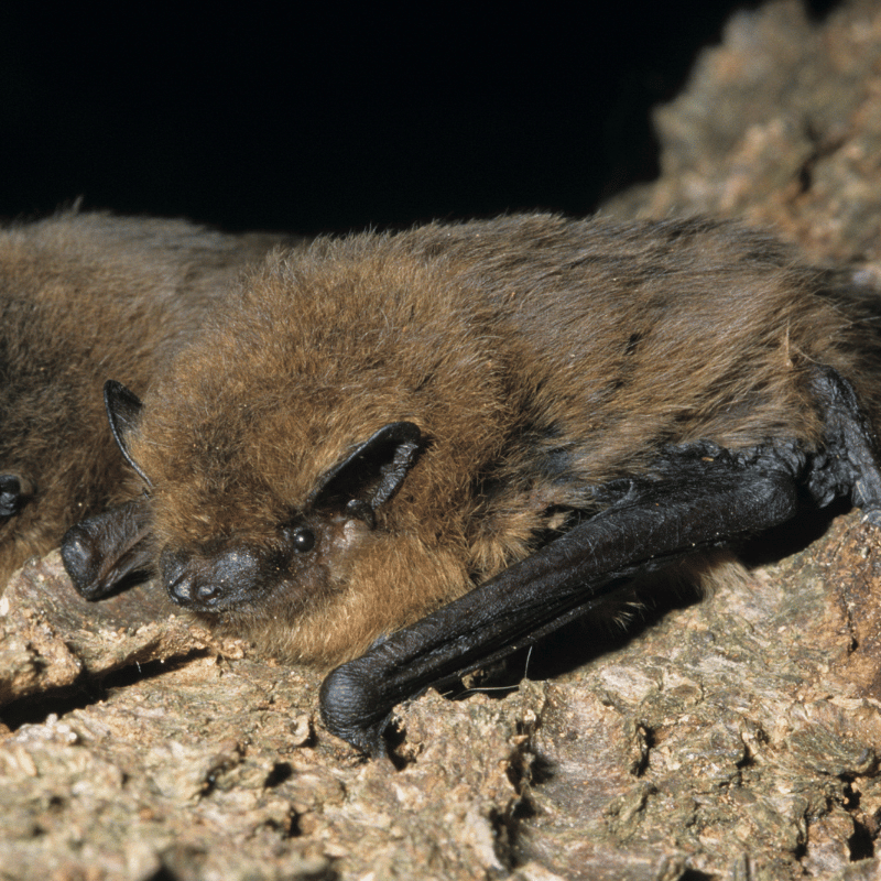 Shop all bat boxes