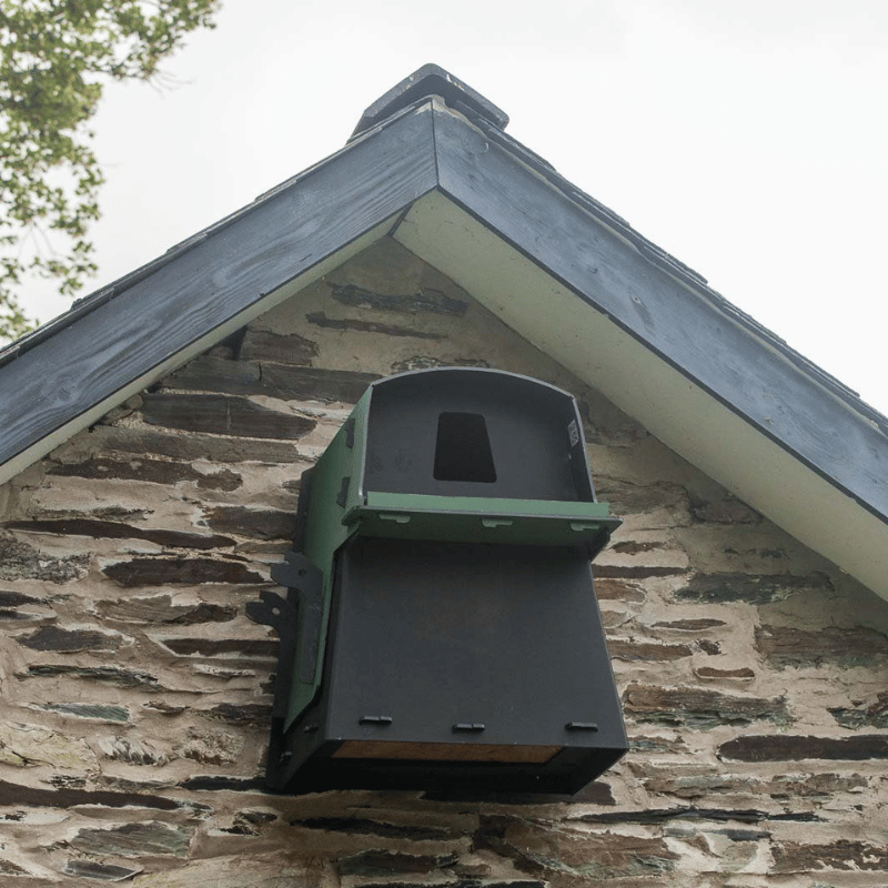 Owls and raptor bird boxes