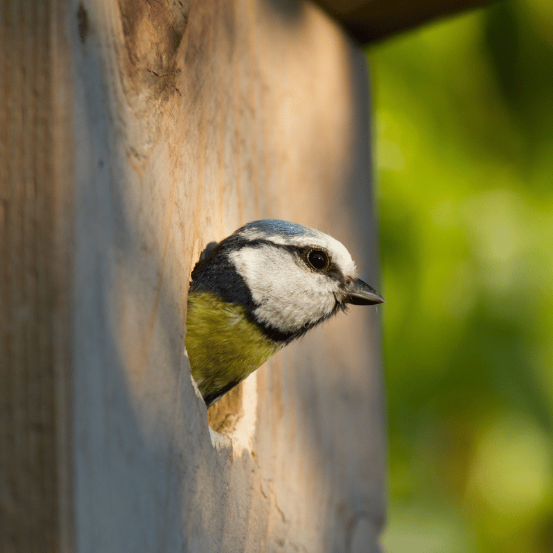 Shop all bird boxes