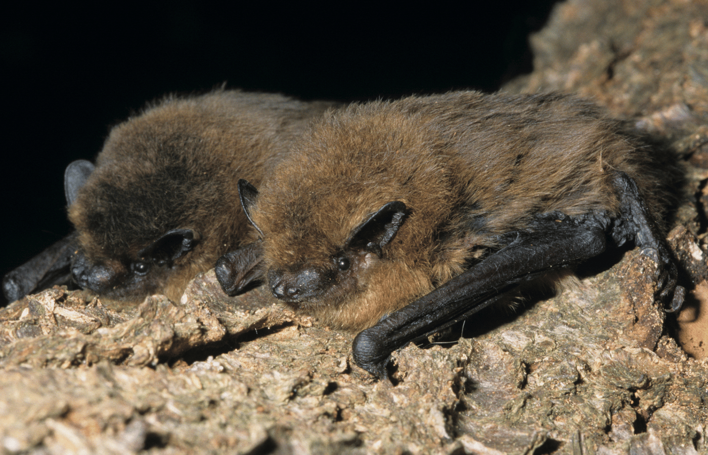 Bat Detectors