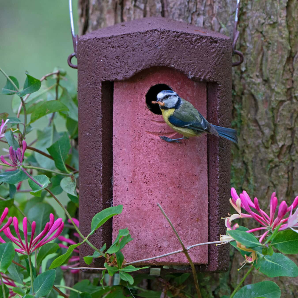 Bird Boxes