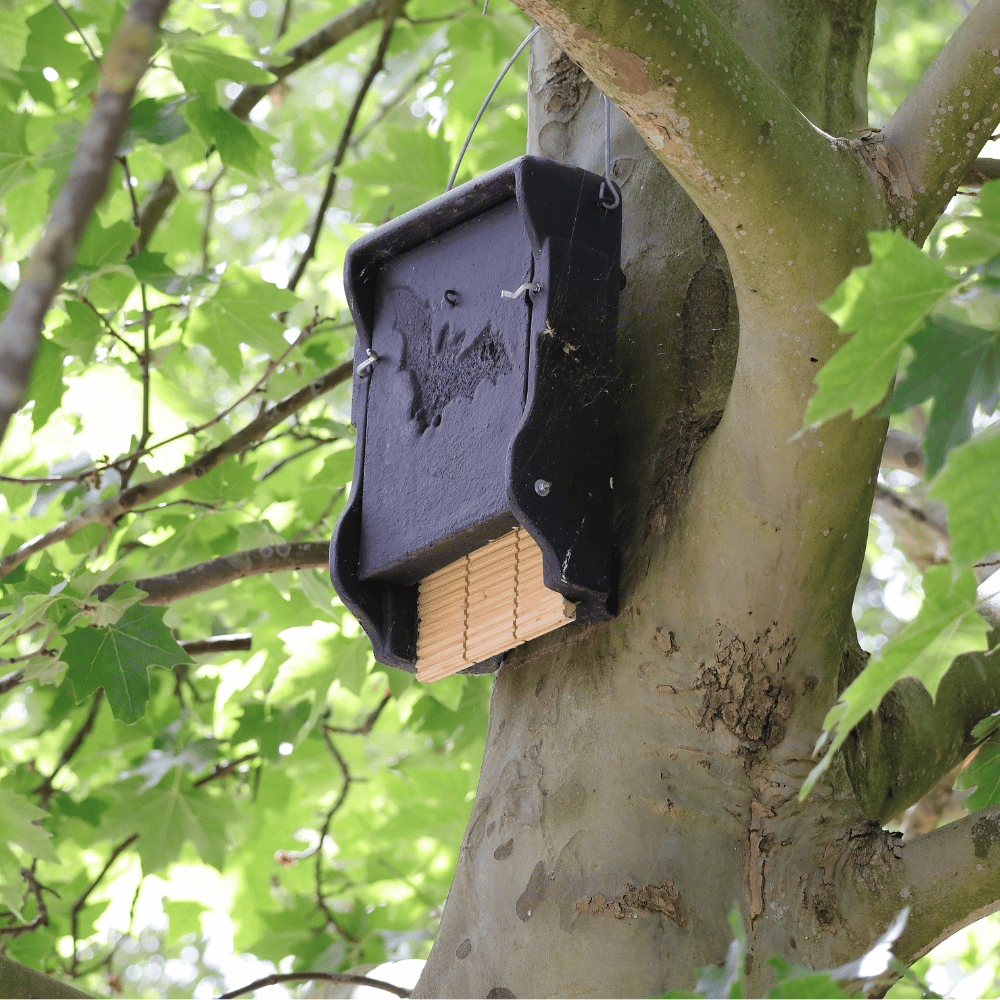 Bat Boxes