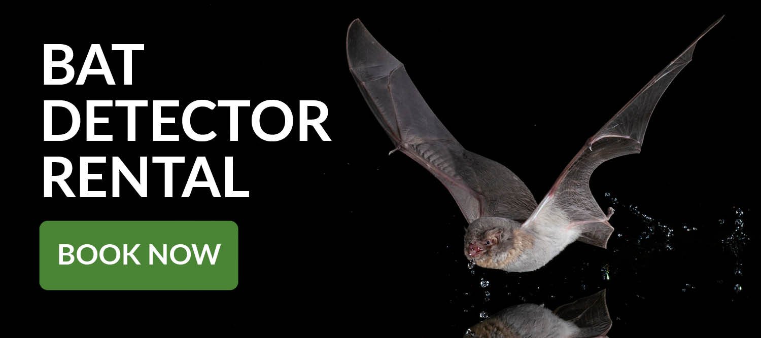 Bat Detector Hire