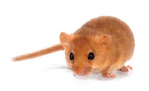 Common hazel dormouse