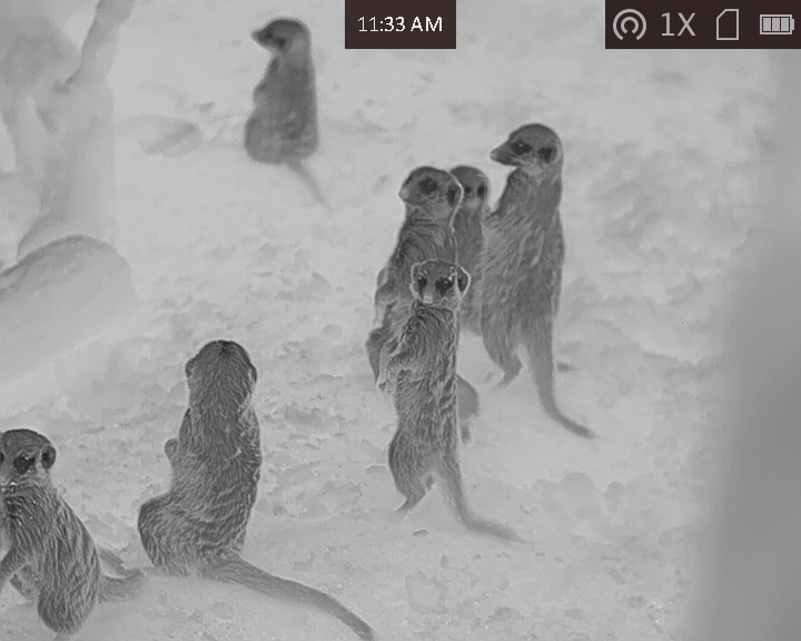 Meerkats under black-hot thermal imagery