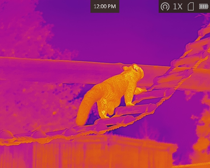 Red Panda under Fusion Colour Thermal Imagery