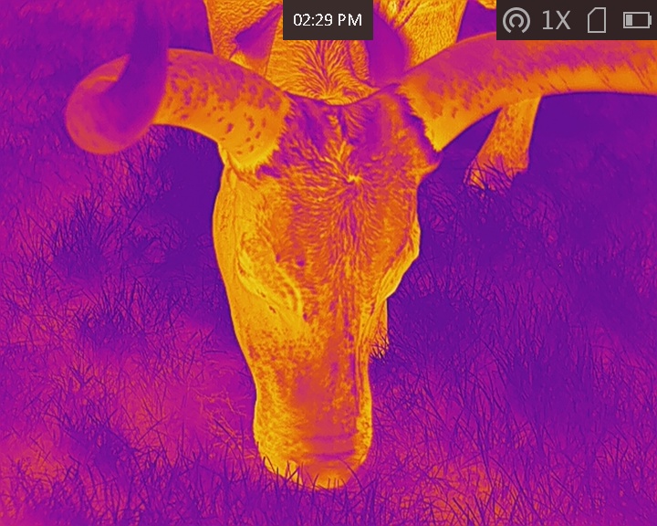 Ankole cattle under Fusion Colour Thermal Imagery
