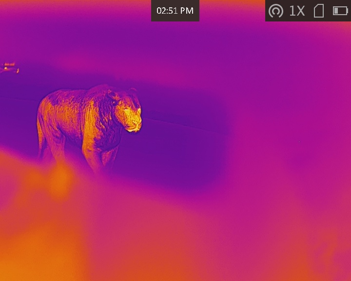 Lion under Fusion Colour Thermal Imagery
