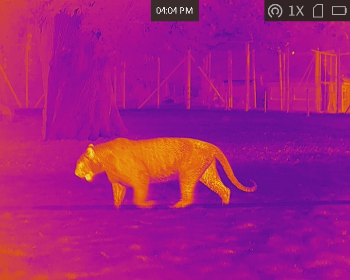 Tiger under Fusion Colour Thermal Imagery