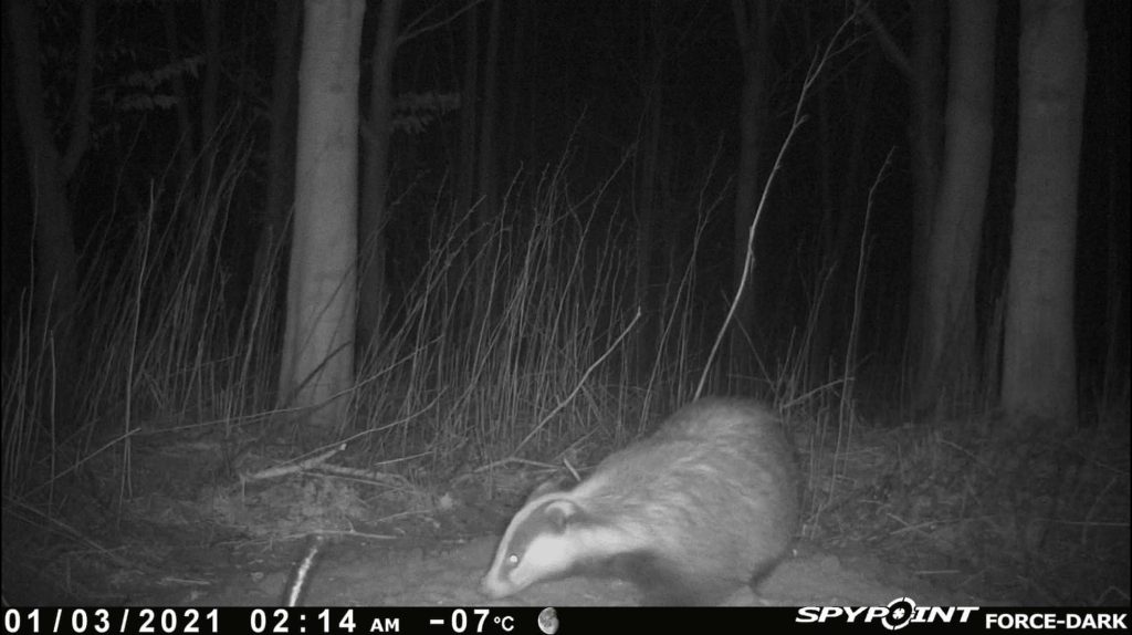 badger captured on a trail camera