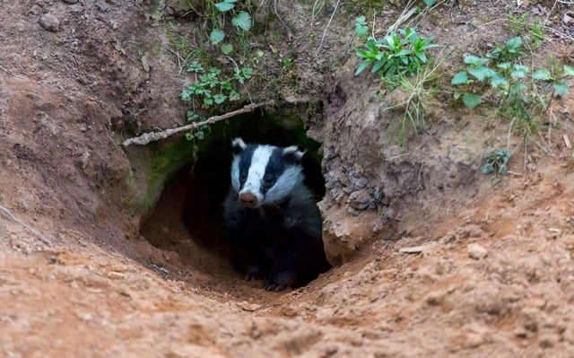 European badger emerging from a sett