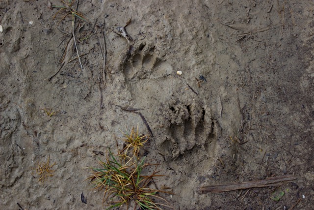 two badger footprints on the clay and wet earth