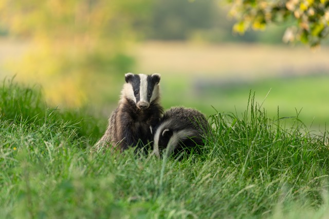 two badgers in the grass