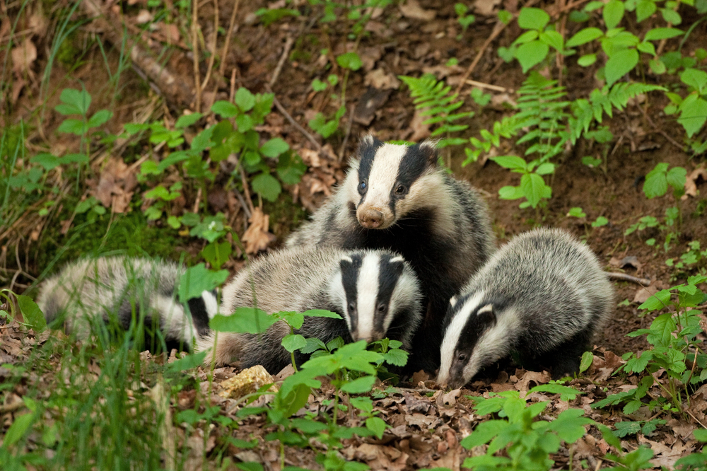 European badger with cubs