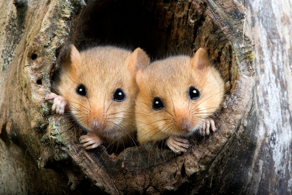 pair of dormice at a nest entrance