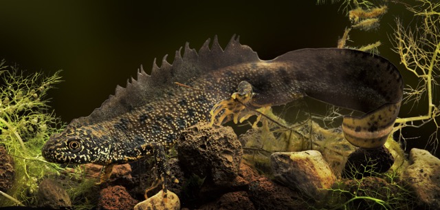 male great crested newt
