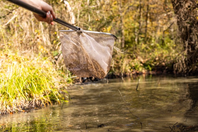 a dipping net for surveying amphibians